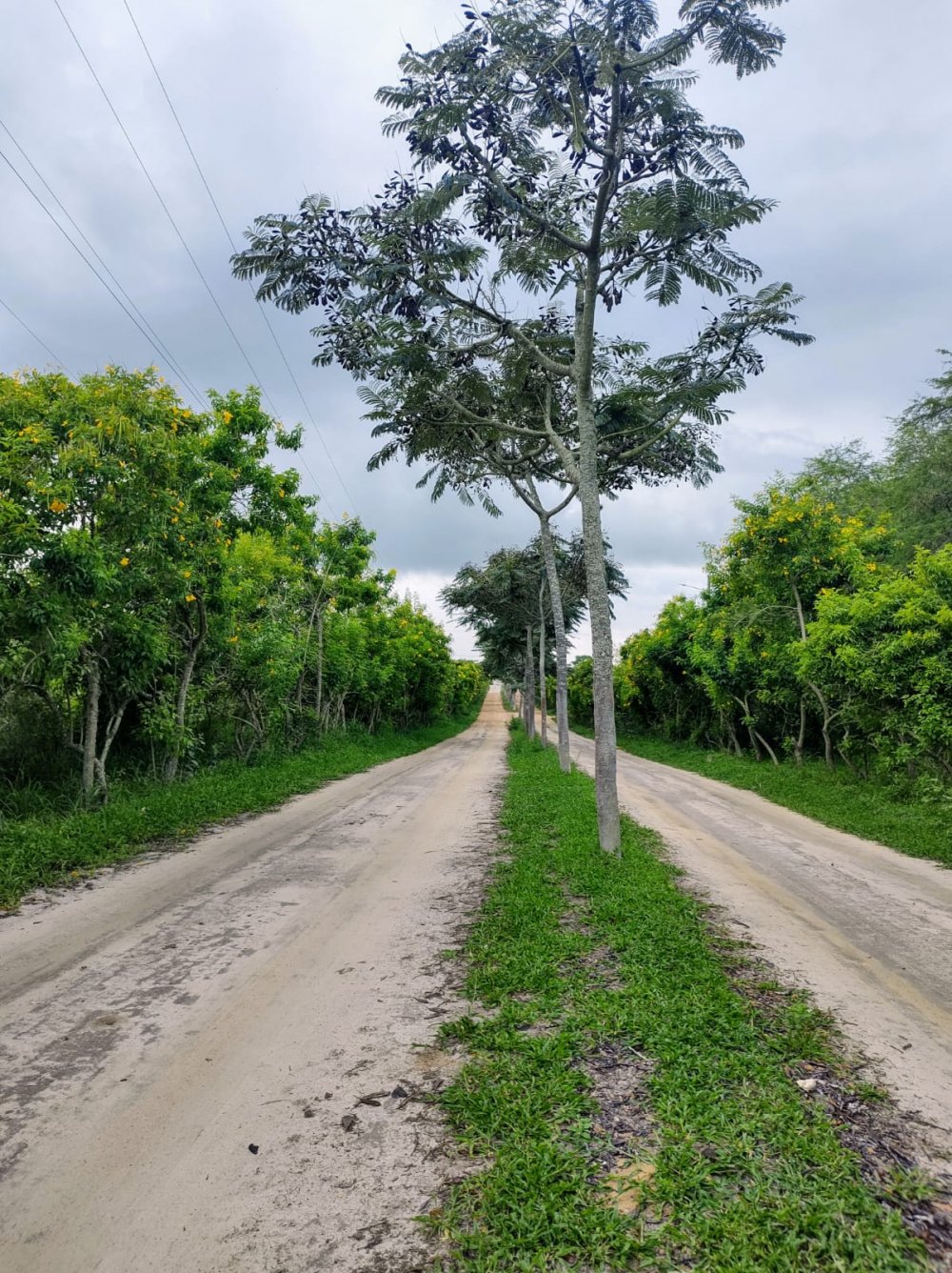 Terreno - Venda - Rural - Br-116 - Vit�ria da Conquista - BA